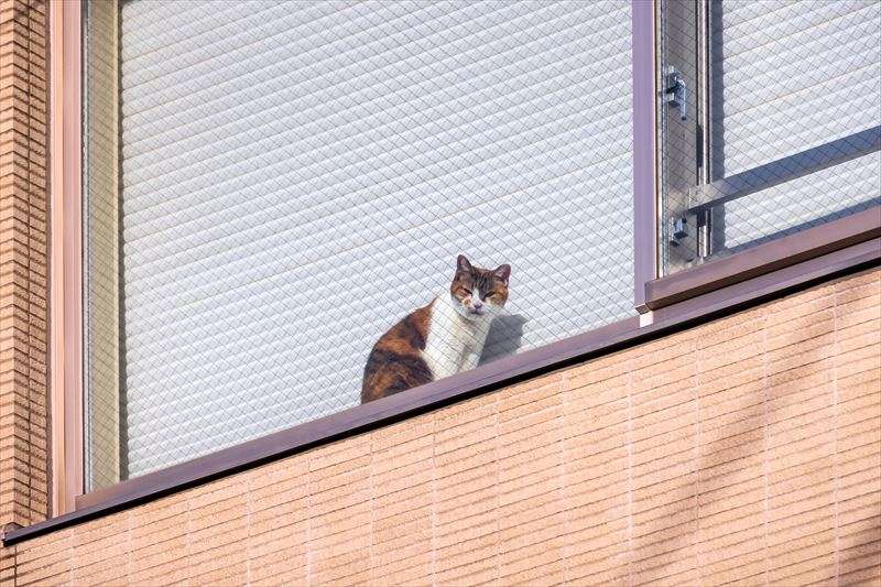 猫をマンションで飼う際の注意点をご紹介