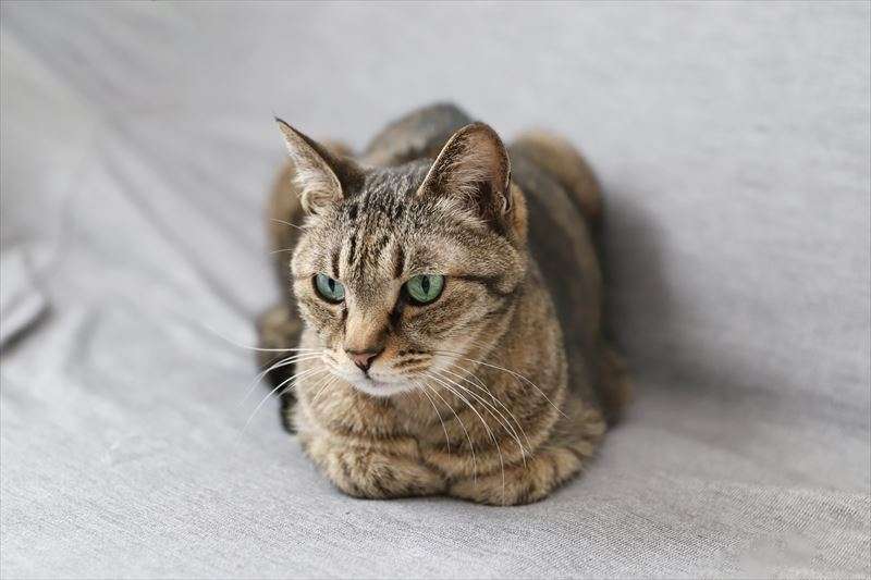 猫が香箱座りするのはどんな時？