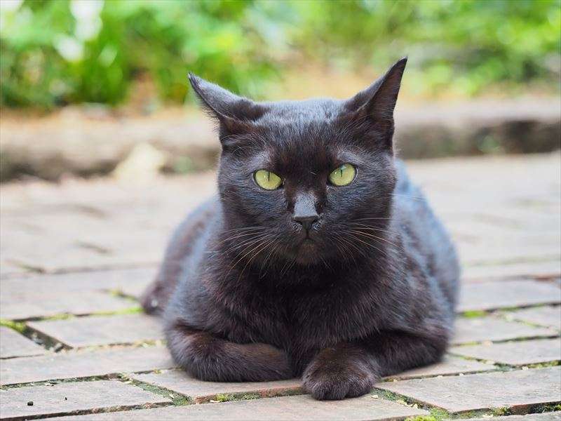 黒猫の魅力とは？