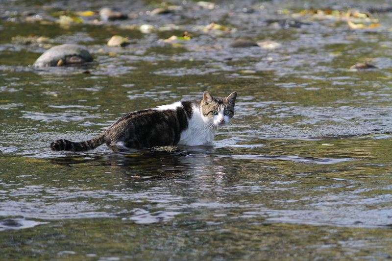 なぜ猫は水が苦手なの？