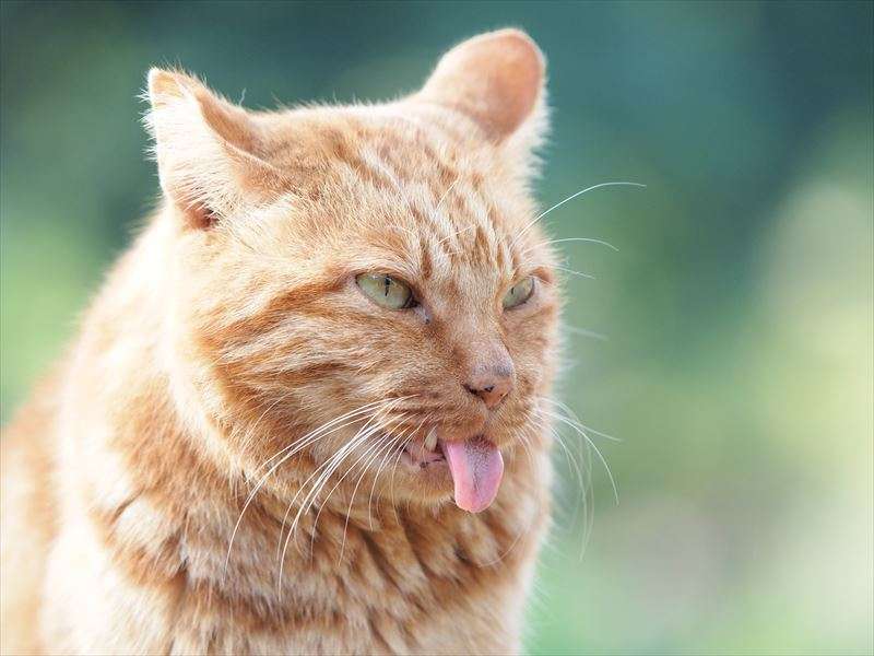 猫の舌が持つ特徴について