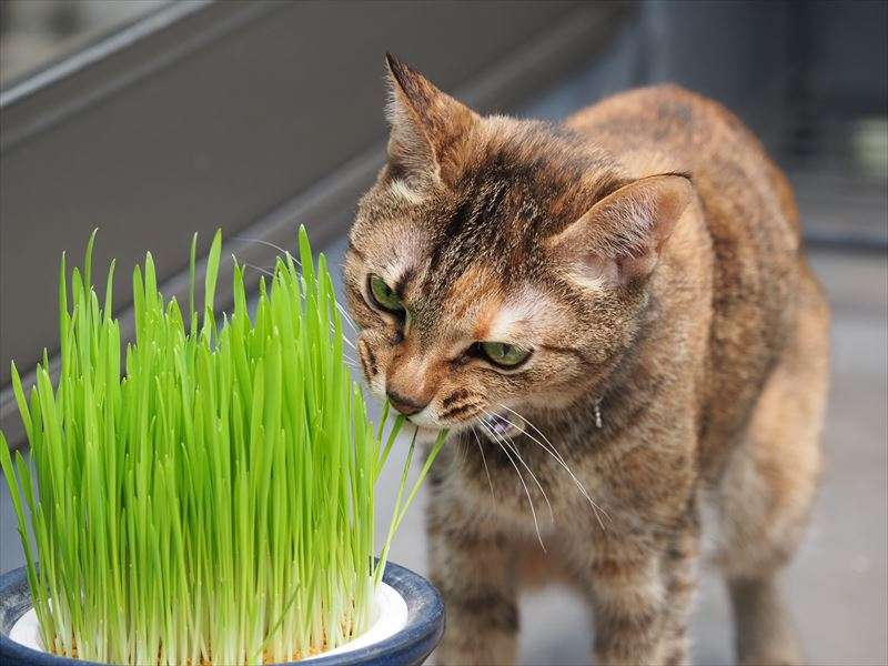 猫草を与える必要性はあるの？