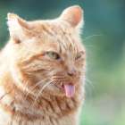 猫の舌が持つ特徴について