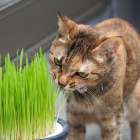 猫草を与える必要性はあるの？