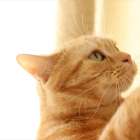 猫用の爪とぎの種類について